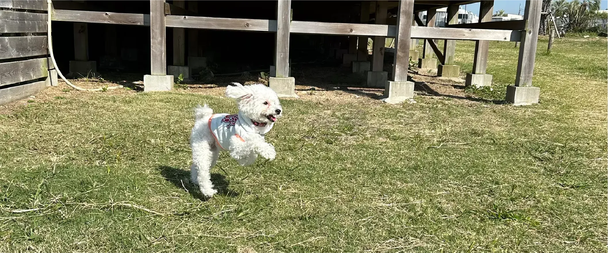 愛犬とアウトドア体験
