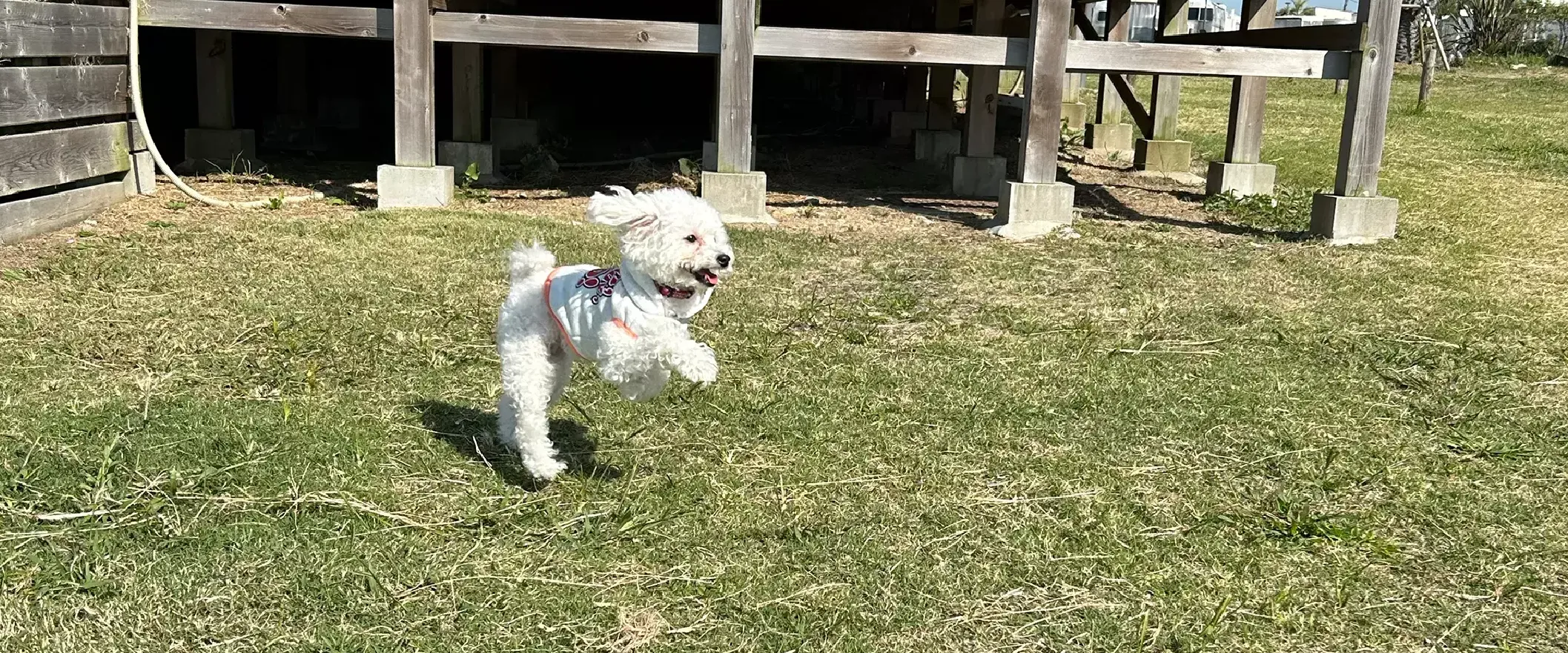 愛犬とアウトドア体験